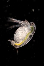 Moina macrocopa japonais, petite puce d'eau sphérique Eau price