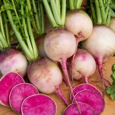 Lot De 100 Graines De Radis Rond Red Meat Semences Graines Seed Red Meat price
