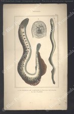 LACEPEDE Gravure Planche Couleurs Zoologie Animaux POISSONS Lamproie Planer Planer price