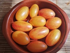 15  graines de tomates BLUSH Blush price