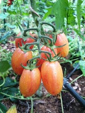10 Graines De Tomate Blush Bio Blush price