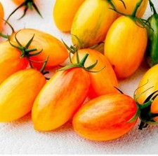 TOMATE ORANGE Blush -25  Graines Bio tomate cocktail rare Blush price