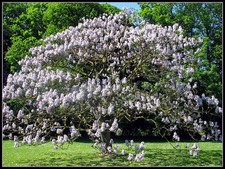 40 graines d'  ARBRE IMPERIAL(Paulownia Tomentosa)G92 EMPRESS TREE SEEDS SEMILLA Seeds price