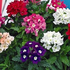 25 graines de VERVEINE HYBRIDE(Verbena Hortensis)G520 SEEDS SAMEN SEMI SEMILLAS Seeds price