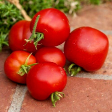 25 graines TOMATE ANCIENNE TCHEQUE STUPICE (Lycopersicum esc.)T103 TOMATO SEEDS Seeds price