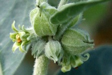 12 graines GINSENG INDIEN  Ashwagandha(Withania Somnifera)P291 SEEDS SAMEN SEMI Seeds price