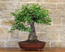 8 graines de CAROUBIER (Ceratonia siliqua)BONSAÏ E144 CAROB TREE SEEDS SEMILLAS Seeds price
