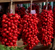 20 graines TOMATE ANCIENNE DES POUILLES FIASCHETTO (Lyc. esc.)K111 TOMATO SEEDS Seeds price