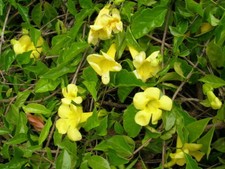 8 graines de GRIFFES DE CHAT(Macfadyena Unguis-Cati)G51 CAT'S CLAW SEEDS SEMILLA Seeds price