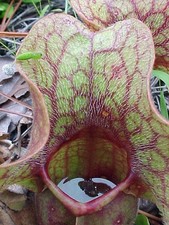 6 graines Sarracenia purpurea PLANTE CARNIVORE J171  PITCHER PLANT SEEDS SAMEN Pitcher price