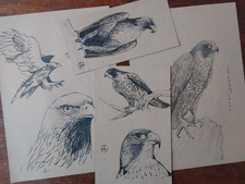 LOT DE DESSINS Animalier figurant rapaces. feutre, crayon sur papier Dessin papier price