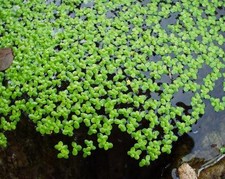 20 x 20 cm 1000  lentilles d eau lemna minor lentille PLANTE FLOTTANTE Lentilles price