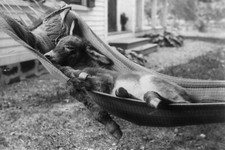 Carino ASINO BAMBINO in amaca - Stampa fotografica 5 x 7 pollici Hammock Bebè price