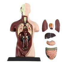 Modello di corpo umano con 7 modelli di organi rimovibili,Anatomia di organi educativi1413 Organs price