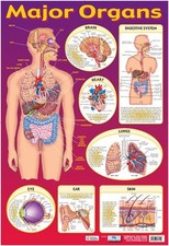 Major Organs Mini Poster Organs price
