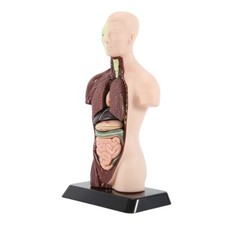 Modello di corpo umano con 7 modelli di organi rimovibili,Anatomia di organi educativi3964 Organs price