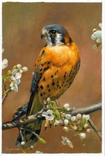 quadro artistico 20 x 30 cm 23SkS dipinti ad olio realismo gheppio americano uccellino Paints price