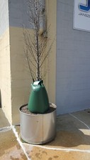 Confezione da 3 - Sacchetto Irrigazione Albero 20 Galloni - Salva Alberello - Intorno Casa e Fattoria Sapling price
