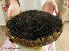 GIRASOLE GIGANTE DAI SEMI NERI, GIANT SUNFLOWER WITH BLACK SEEDS, 10 SEMI SCELTI Seeds price