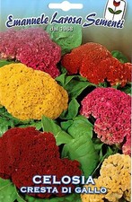 100 Semi/Seeds CELOSIA Cresta di Gallo Miscuglio Seeds price
