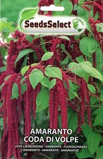 100 Semi/Seeds AMARANTO Coda Di Volpe Seeds price