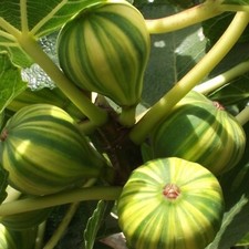 PIANTA DA FRUTTO FICO PANACHE' in vaso 20 età 2/3 anni Vase price