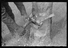 Pembroke Georgia 1941 Trepentine Grove Chipping Hack Tool albero primo piano Turpentine price