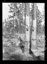 Georgia Sud-Est 1937 Trees Trees Reinsediamento Progetto Amministrazione Turpentine price