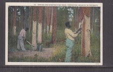 ALBERI PINR IMMERSIONE E RASCHIATURA, INDUSTRIA DELLA TREMENTINA NEL SUD, c1940 ppc. Turpentine price