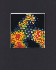 Quadro stampa opaca 8x10" da microscopio: microcristalli acetato di uranio Foto Papers & Acetates price