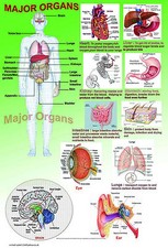 Human Anatomy model body MAJOR ORGANS A2 laminated medical doctor biology poster Organs price