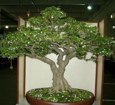 Wrightia religiosa, Water jasmine, Benth, Mok, Bonsai - 10 Sementes Mok price