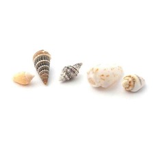 Puppenhaus 5 Muscheln Miniatur Dekoration Strand Badezimmer Garten Accessoire Tuin Accessoire price