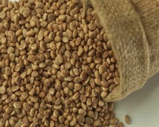CHIRONJI SEEDS CHAROLI SEEDS Buchanania lanzan seed FREE SHIP Seeds price