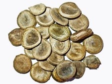 Kuchla Beej-Nux Vomica Seeds-Raw Herbs -Jadi Booti-Single Herbs Seeds price