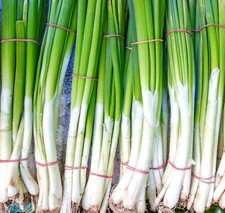 Spring Onion Seeds - 700 seeds - Long White Ishikura - Vegetable Seeds Vegetables price