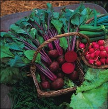 🌱 VEGETABLE BEETROOT 'BOLTARDY' 210 SEEDS - PREMIUM QUALITY - FREE DELIVERY 🌱 Vegetables price