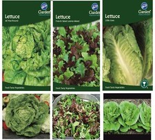 Lettuce Seeds Little Gem All Year Round French Salad Leaves Grow Your Own Vegetables price