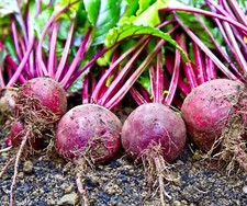 Vegetable - Beetroot - Boltardy - 200 Seeds - Finest Seeds Vegetables price