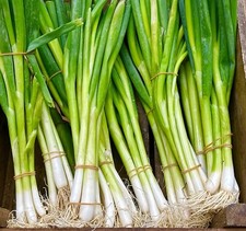 Spring Onion - White Lisbon 500 Seeds - Vegetable Seeds Vegetables price