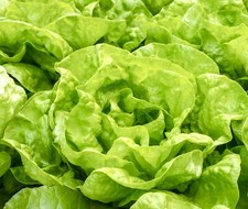 Vegetable - Lettuce - Little Gem - 1500 Seeds - Premium Vegetable Seeds Vegetables price