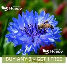 1100 SEEDS - CORNFLOWER CENTAUREA CYANUS BLUE BOY - LARGE DOUBLE ANNUAL FLOWER Seeds price