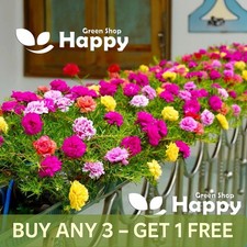 MOSS ROSE LONGBLOOM DOUBLE MIXED - 2000 SEEDS - Portulaca grandiflora - FLOWER Seeds price