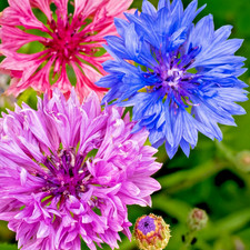 1400x Double Cornflower Frosty Mix Seeds - White Edged Petals in Bright Colours Seeds price