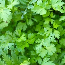 4000x Parsley Giant Italian Seeds - Petroselinum - Grow All Year Round -  Herb Seeds price