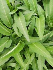 100% Genuine Water Spinach Kolmi Shak Thai Morning Glory Kangkong - 100 Seeds Seeds price