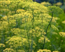 1000 x Dill Seeds 'Dukat' Easy Grow Hardy Annual Garden Herb Seeds -Finest Seeds Seeds price