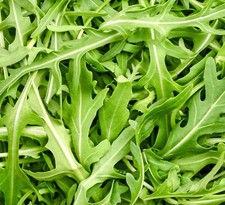 Rocket Salad Cultivated  - 12,000x Seeds - Herb Seeds price