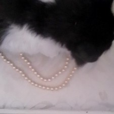 White Round Pearl Beaded Strand Necklace, Gold Tone Screw Closure Pearl Necklace price