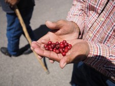 mescal beans for planting or crafts (300) count Legumes price
